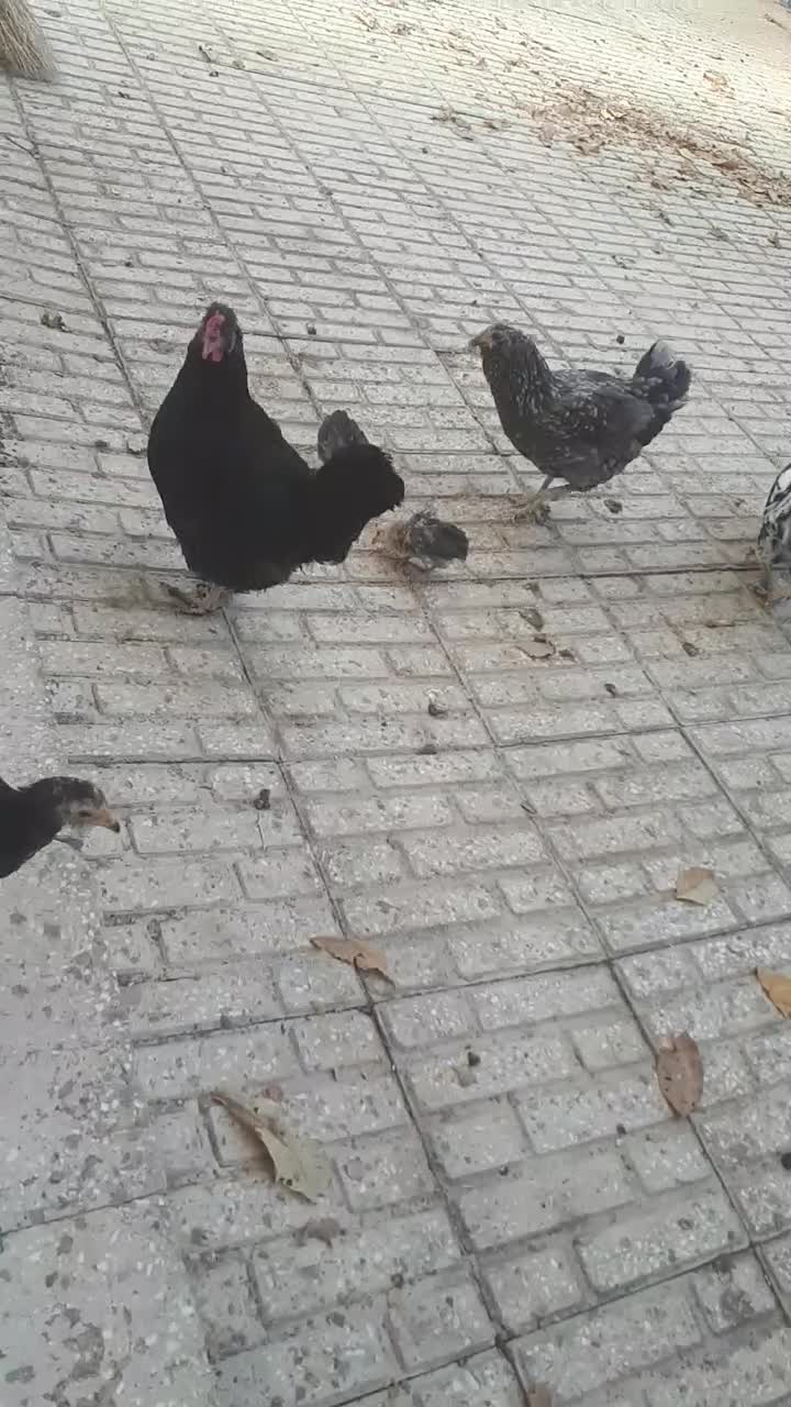 فروش تخم مرغ و مرغ و جوجه گلین|حیوانات مزرعه|الیگودرز, |دیوار