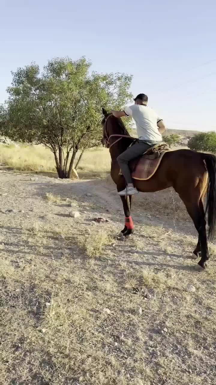 اسب|اسب و تجهیزات اسب‌سواری|تبریز, |دیوار