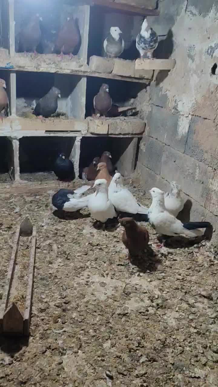 کفتر یا کبوتر|پرنده|خنجین, |دیوار