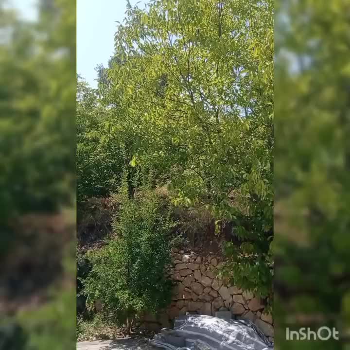 اجاره روزانه ویلا باغ مبله درمکانی بکرو دنج|اجارهٔ کوتاه‌مدت ویلا و باغ|یاسوج, |دیوار