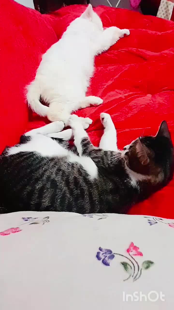 واگذاری دو گربه ملوس خونگی|گربه|لنگرود, |دیوار