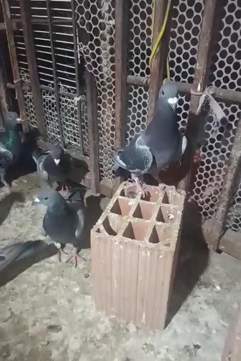 کفتر|پرنده|گالیکش, |دیوار