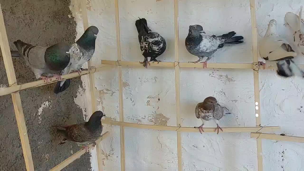 کفتر پرشی|پرنده|نهاوند, |دیوار