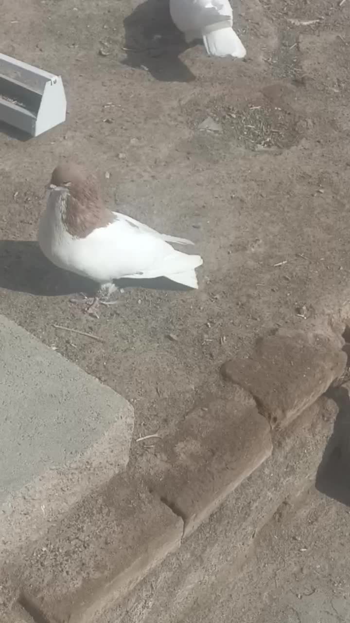 کفتر|پرنده|سبزوار, امیر کبیر|دیوار