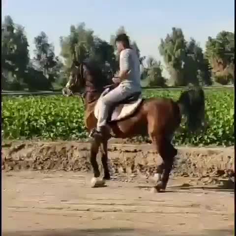 اسب عرب مجال کره رامسس بقایی|اسب و تجهیزات اسبسواری|تهران, حر|دیوار