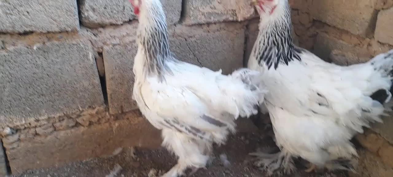 مرغ برهما|حیوانات مزرعه|تربت جام, جامرود|دیوار