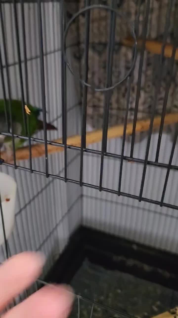 پرنده کاملا دستی و ارام|پرنده|ری, حمزهآباد|دیوار