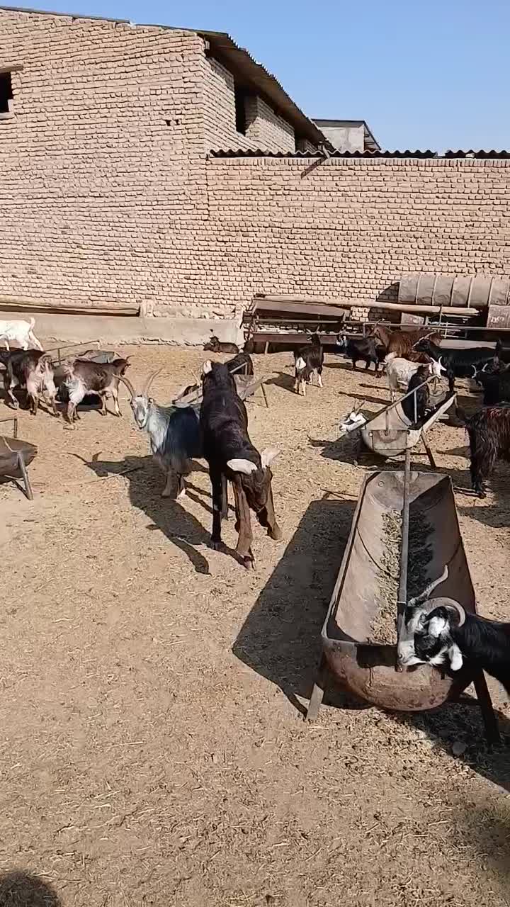 نربز پاکستانی جهت معاوضه با میش یا بره ماده|حیوانات مزرعه|پاکدشت, پارچین|دیوار