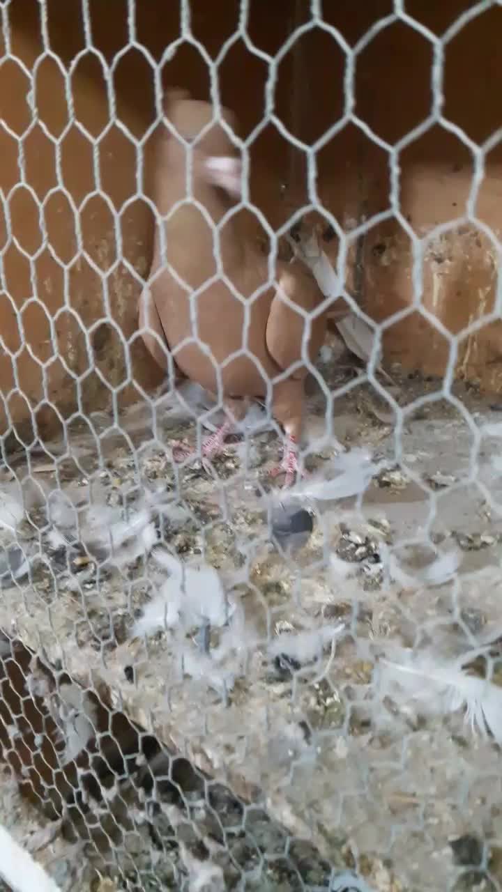 قارا زرد|پرنده|قزوین, |دیوار