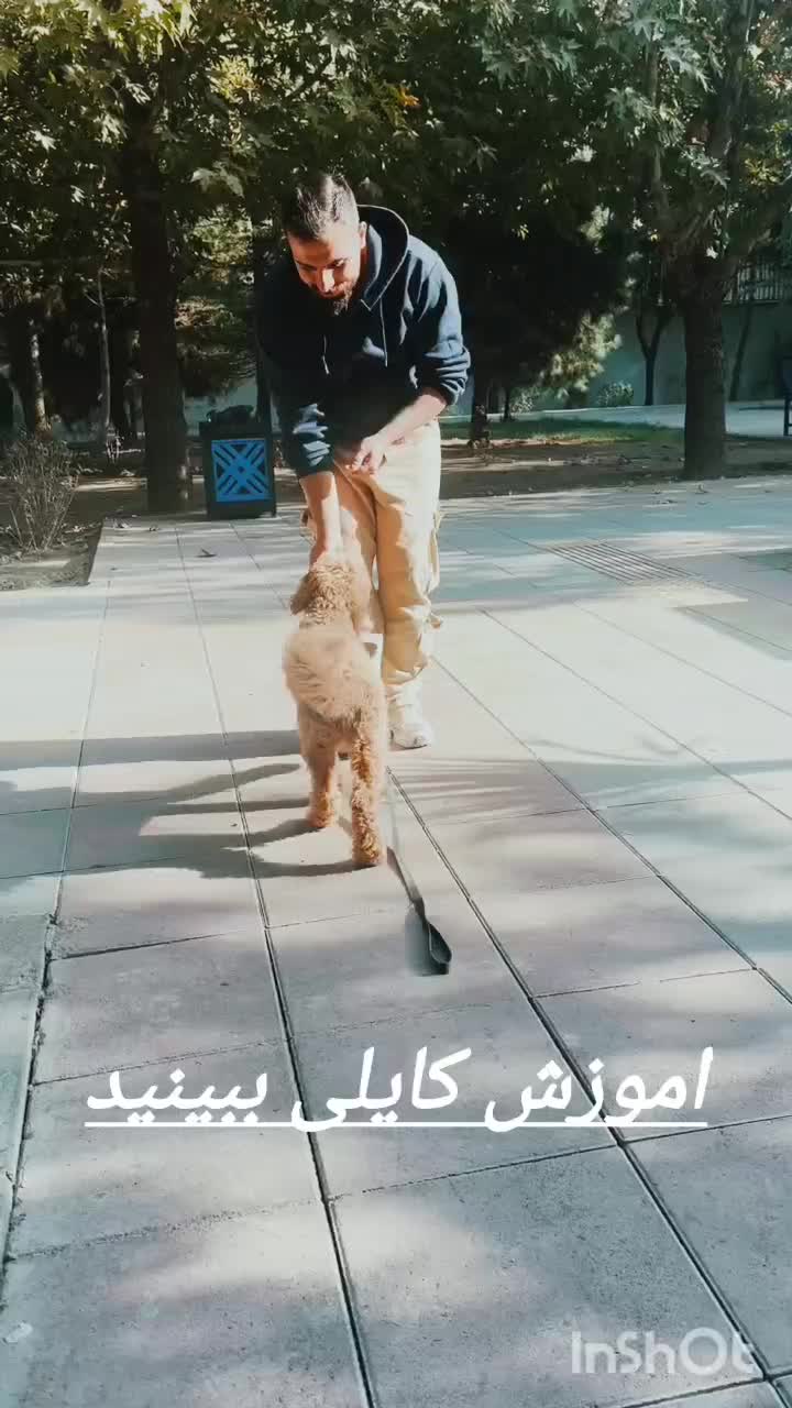 مربی تخصصی سگ|خدمات آموزشی|کرج, فاز ۲ مهرشهر|دیوار