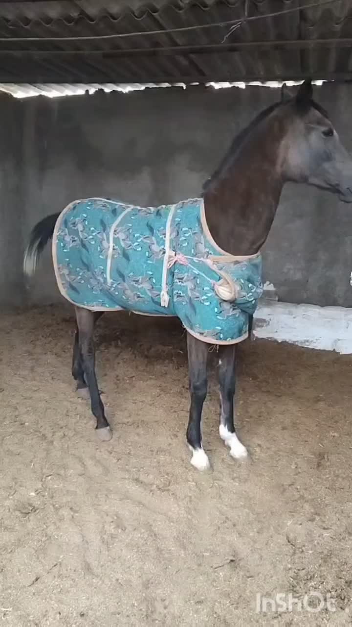 فروشی کره مادیون عرب ۱۸ماه|اسب و تجهیزات اسبسواری|شریفآباد, |دیوار