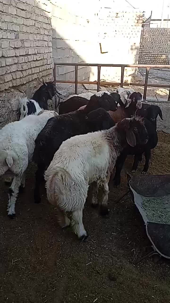 بره نرچاق|حیوانات مزرعه|سیدان, |دیوار