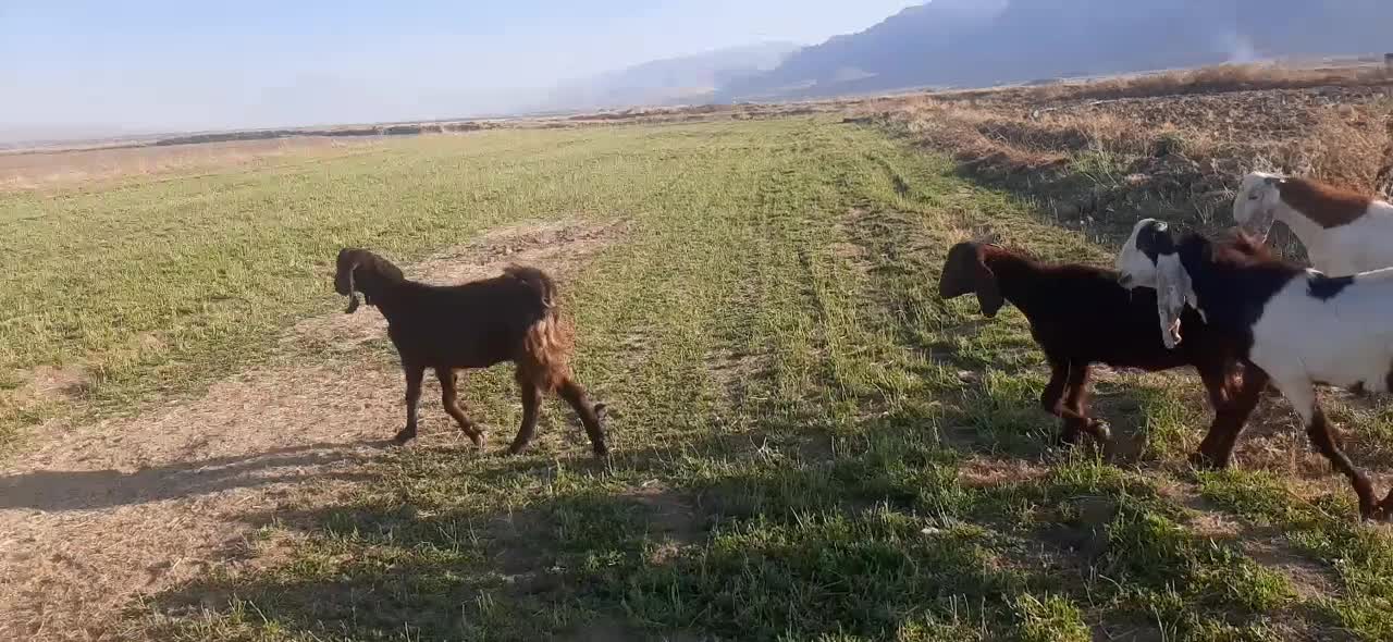 بزغاله نژادار|حیوانات مزرعه|بروجرد, |دیوار