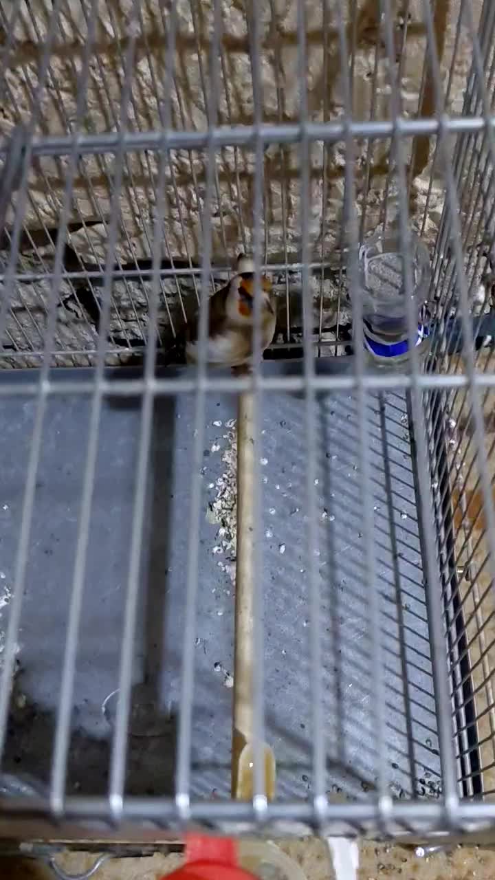 فروش یک عدد سهره ماده گل زیبا سهره رسمی بلند|پرنده|بومهن, |دیوار