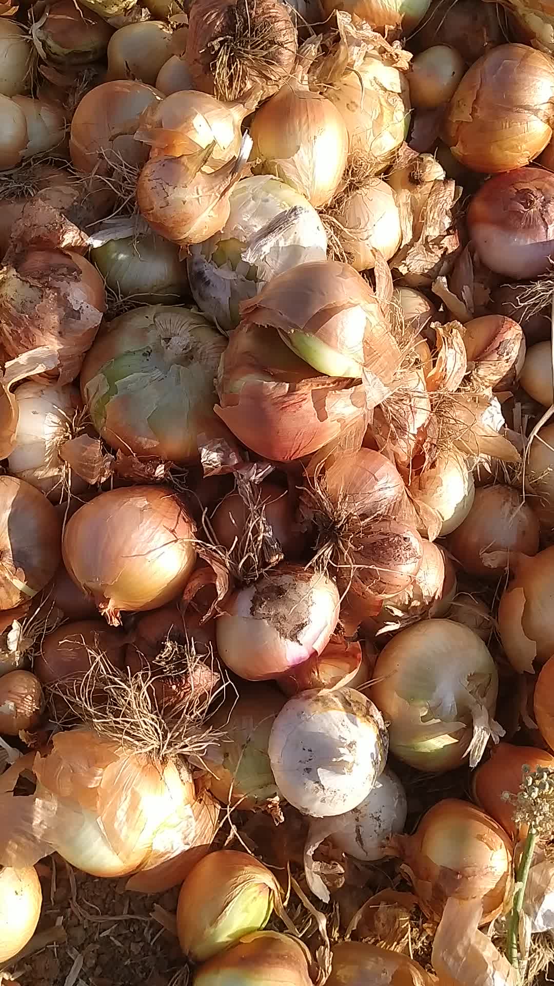 پیاز زرد|خوردنی و آشامیدنی|فریدونشهر, |دیوار