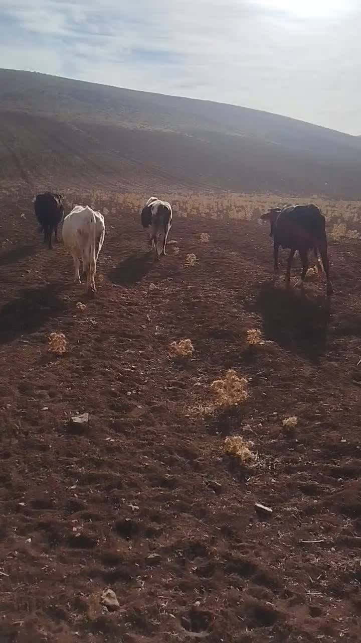 گاو دورگ|حیوانات مزرعه|بیرانوند, |دیوار