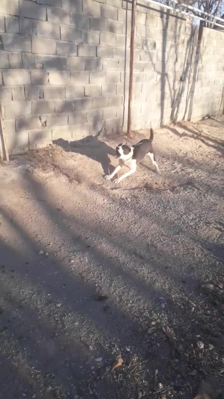 واگذاری فوری توله سگ نگهبان|سگ|رامسر, |دیوار