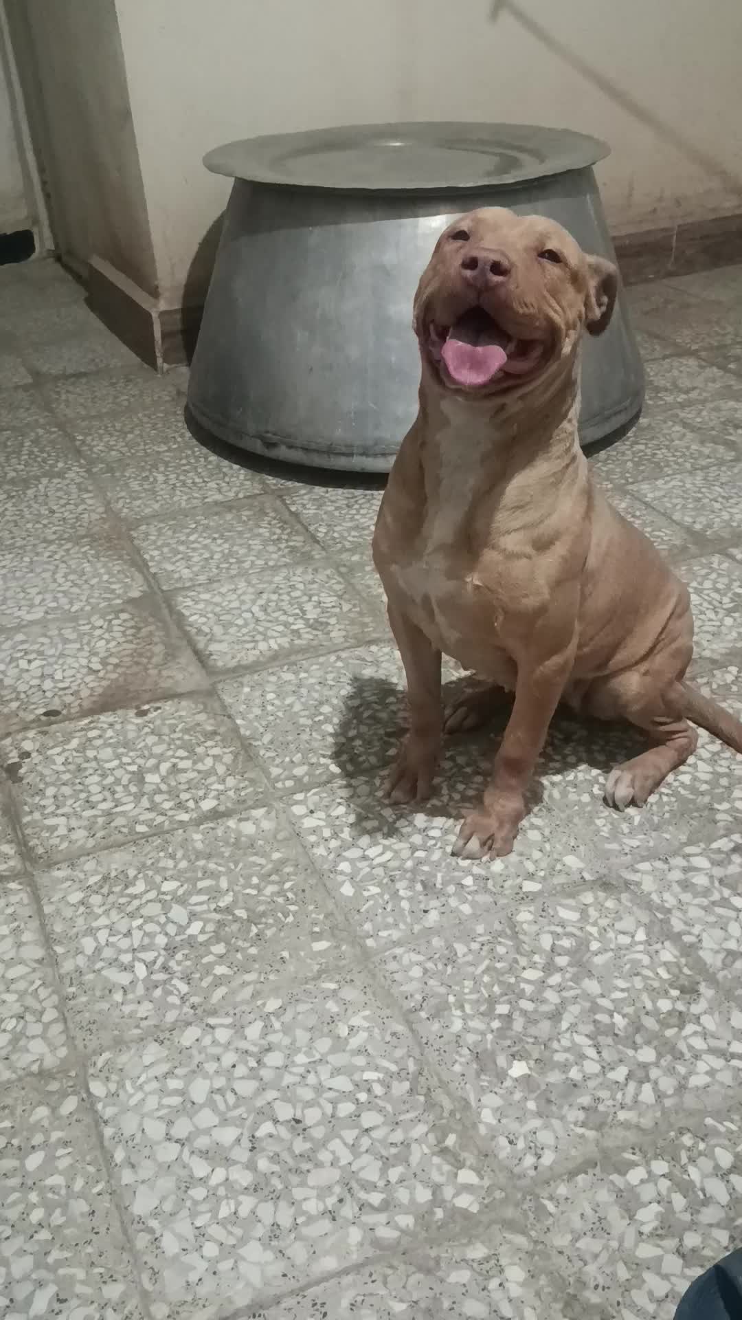 سگ پیتبول|سگ|رباطکریم, رباطکریم|دیوار