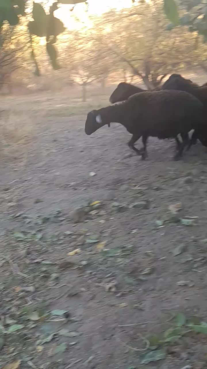 20راس میش جوان شکم پر|حیوانات مزرعه|هشترود, |دیوار