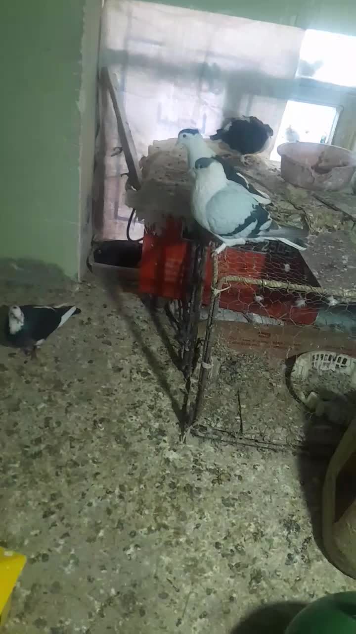 چندجفت نروماده عتیقه|پرنده|بم, |دیوار