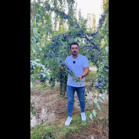 فروش نهال آلو کالیفرنیا یا پفکی|خدمات باغبانی و درختکاری|کنگاور, |دیوار