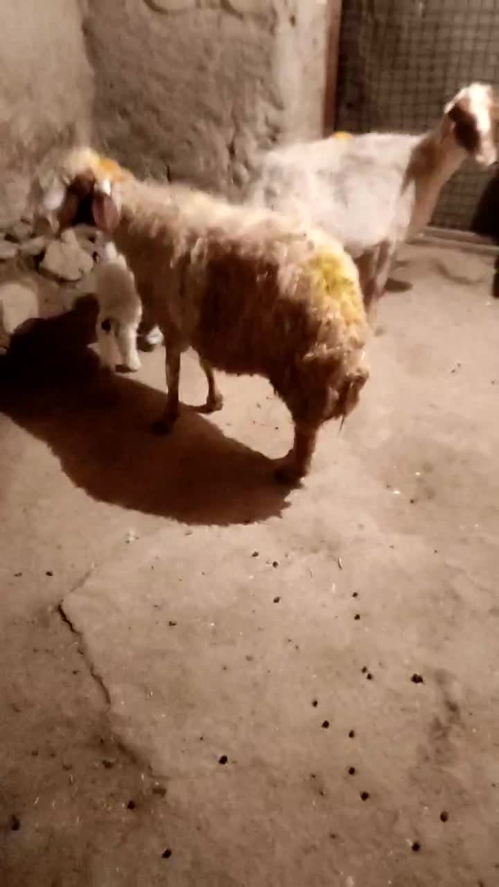 گوسفندوبره|حیوانات مزرعه|کرمانشاه, |دیوار