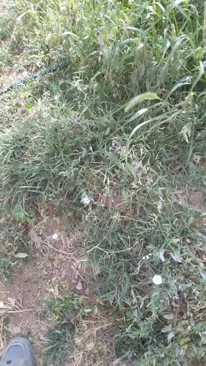 16جریب باغ بادام و 2 ساعت آب قطره ای|فروش دفتر صنعتی، کشاورزی، تجاری|بن, |دیوار