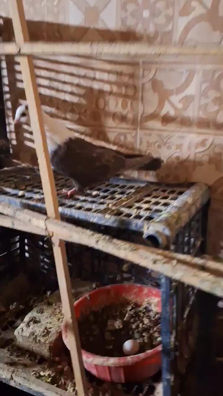 کله سفید مخملی|پرنده|نوده انقلاب, |دیوار