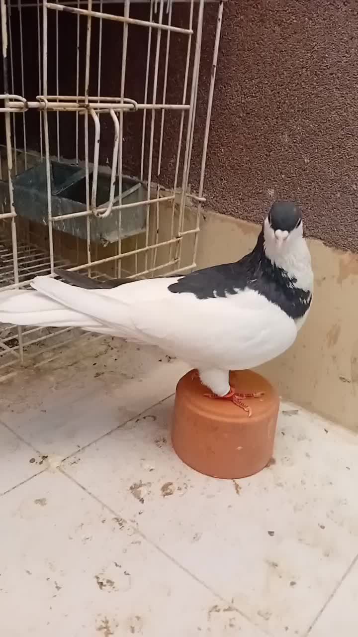 چپ سیاه|پرنده|مشهد, امیریه|دیوار