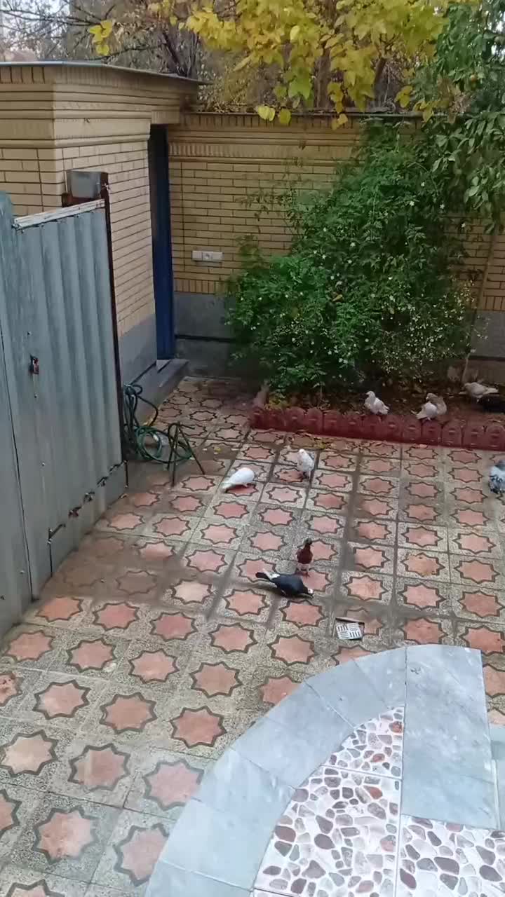 کبوتر|پرنده|شیراز, پودنک|دیوار