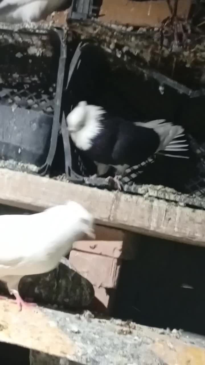 کفتر|پرنده|کهنوج, |دیوار