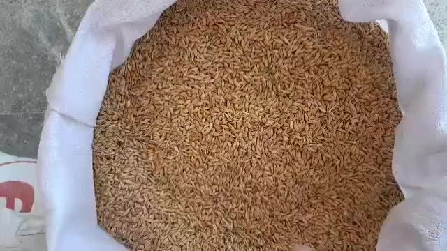 جو روس|لوازم جانبی حیوانات|شهرضا, |دیوار