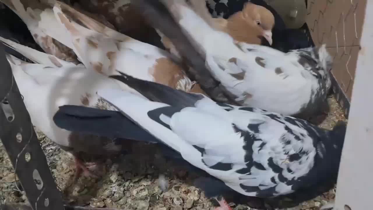 دمبی کله ای سینه ای|پرنده|نجف‌آباد, یزدانشهر|دیوار