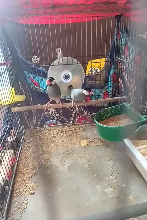 تعدادی پرنده...|پرنده|شیراز, وصال|دیوار