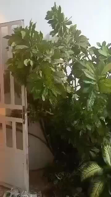 گل طبیعی مخصوص سفره خانه و باغ|گل و گیاه طبیعی|شیراز, شهرک ولیعصر|دیوار