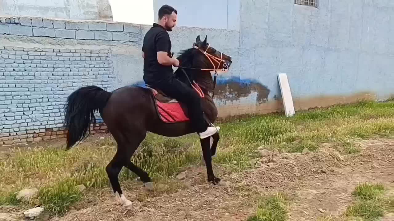 اسب|اسب و تجهیزات اسب‌سواری|بشاریات, |دیوار