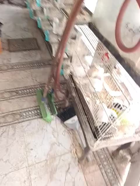 خرگوش|موش و خرگوش|اصفهان, مارچین|دیوار