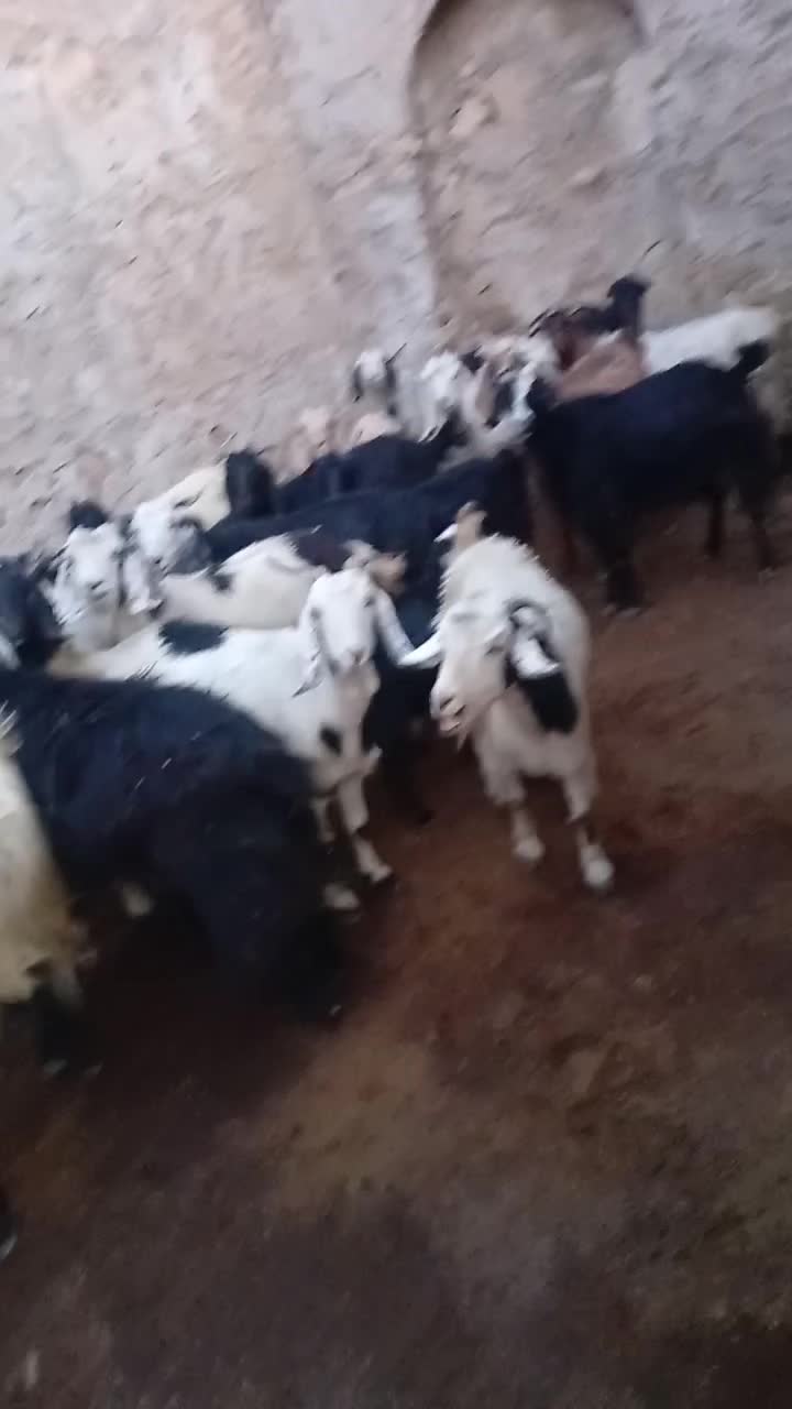 بز و کهره|حیوانات مزرعه|دهدشت, |دیوار