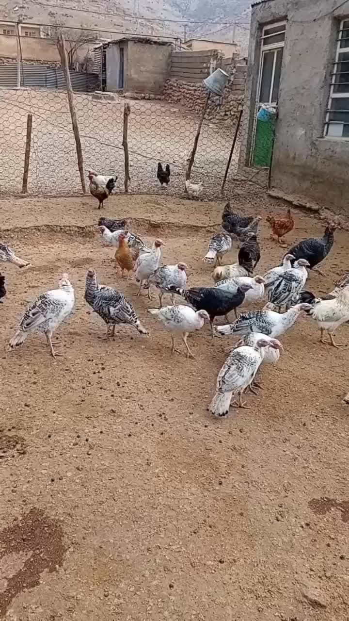 بوقلمون ۲۰ عدد|حیوانات مزرعه|کاکاوند, |دیوار