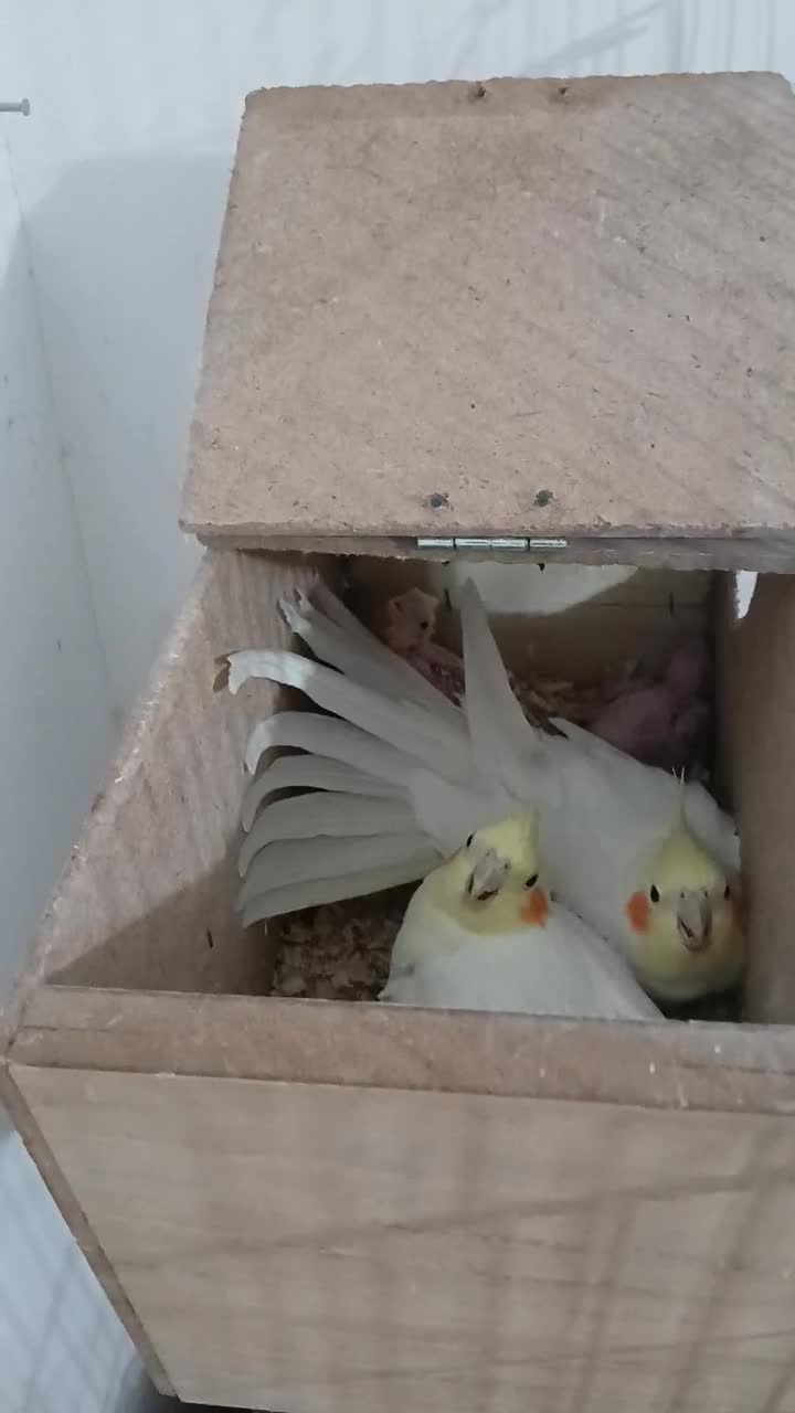 عروس هلندی|پرنده|زیرکوه, |دیوار