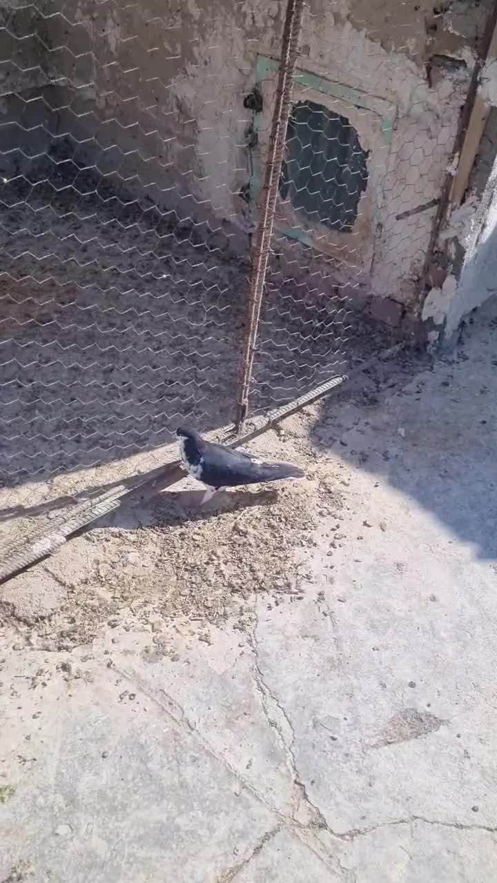 کبوتر|پرنده|زهک, |دیوار