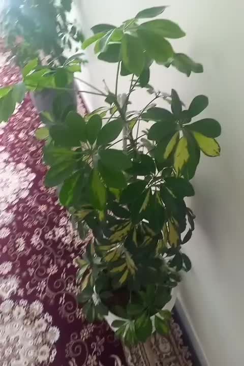 فروش گلهای اپارتمانی|گل و گیاه طبیعی|فارسان, |دیوار