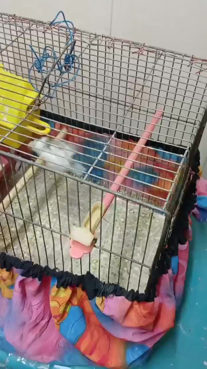 جفت فنچ هماده|پرنده|تربت‌حیدریه, شهید قرنی|دیوار