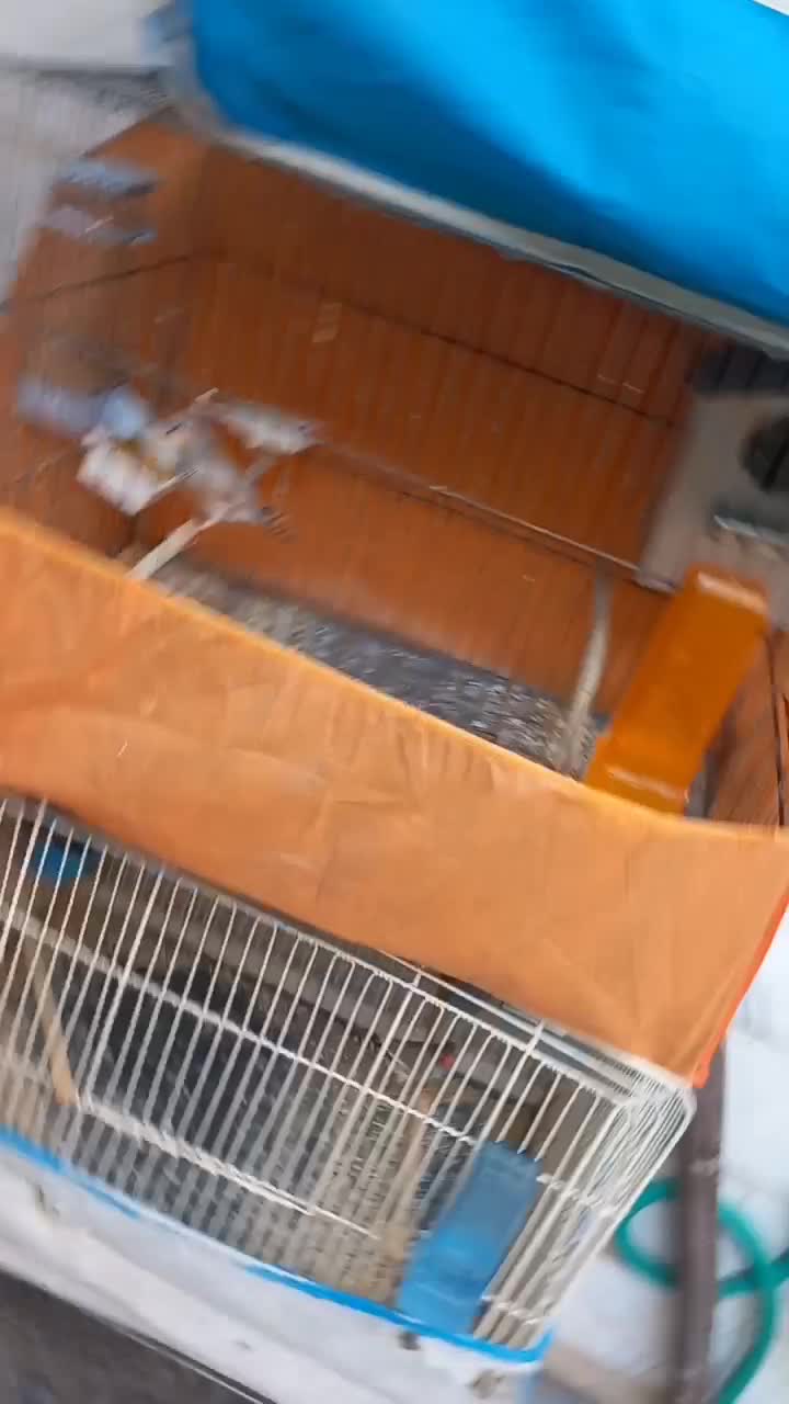 فنج های مولد جف باقفسو بدون قفس بشرط جوجه|پرنده|قم, شاه ابراهیم|دیوار