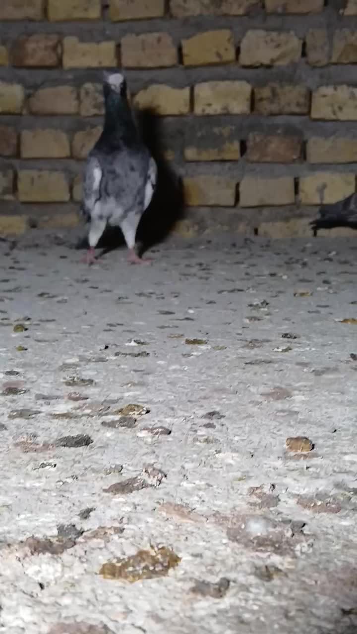 طوقی رنگی، سرور، ریش|پرنده|یزد, |دیوار