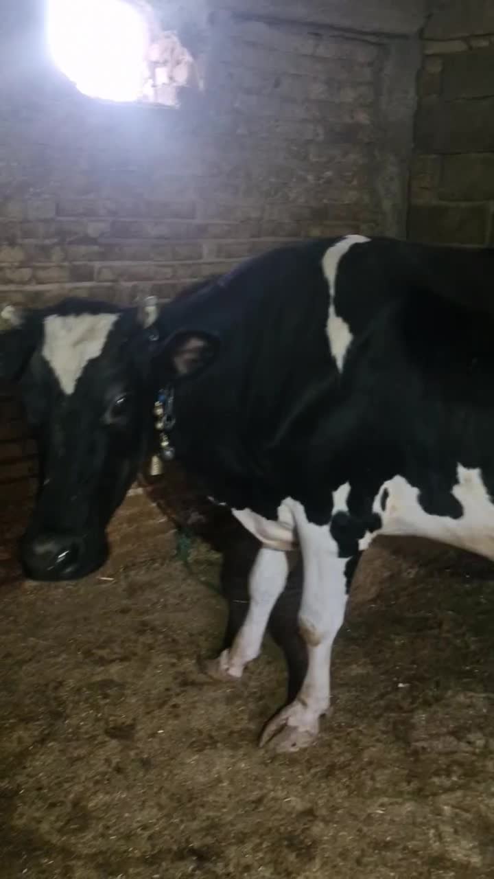 گاو|حیوانات مزرعه|اردل, |دیوار