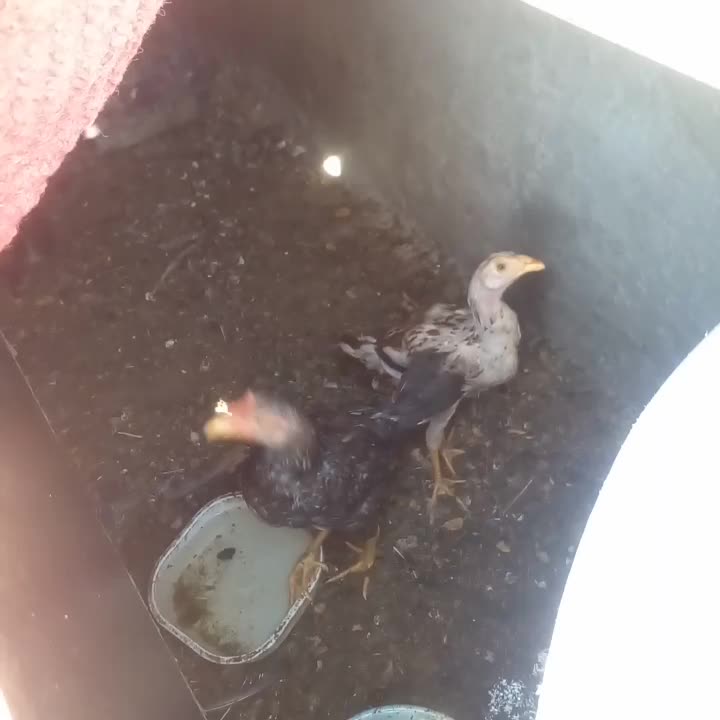 دوتا نوچه خروس و مرغ محلی اصیل لاری|حیوانات مزرعه|زاهدان, |دیوار