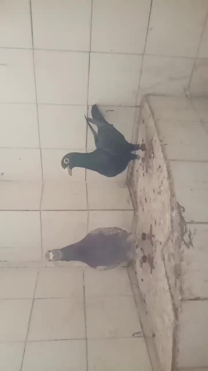 کفتر|پرنده|مشهد, نوده|دیوار