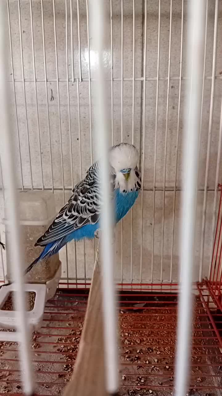 جفت مرغ عشق انگلیسی|پرنده|پاکدشت, پاکدشت (مامازند)|دیوار