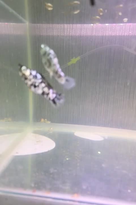 ۲ عدد ماهی مولی نر وماده|ماهی|رامهرمز, |دیوار